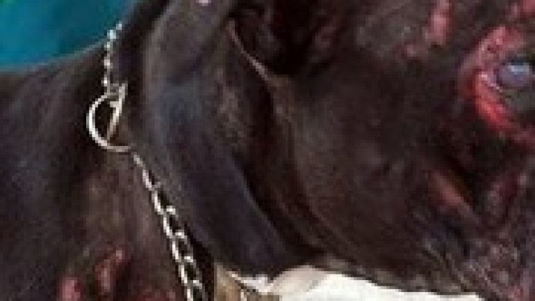 Dog lovers rally around a pit bull who suffered severe burns saving his family